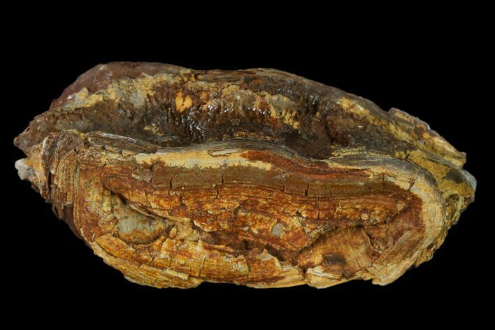 Cretaceous Swordfish (Protosphyraena) Vertebra - Kansas #136486
